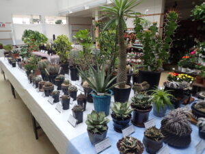 令和6年度サボテンと多肉植物展展示風景