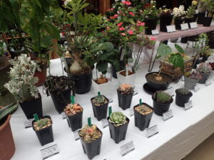 ぽってりとした肉厚のカラフルな葉を持つハオルチアがいくつも並んでいるが、色がそれぞれ異なる。