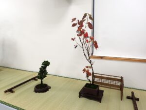 右手に葉が赤く紅葉した広葉樹、左手にまだ若い針葉樹の盆栽が並ぶ