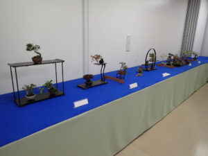 「秋のミニ盆栽と山野草展」はじまります