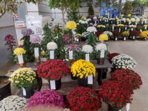 「菊花展」開催です