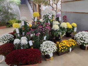 金賞主席や金賞の札が付いた大菊の仕立てや小菊の仕立ての作品がひな壇状に置かれている