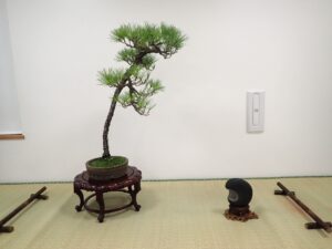 左手に「し」の字にゆるく曲がったマツの盆栽と添えに口を開けたような形の水石が並んでいる。