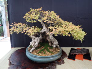 「盆栽展」がはじまります