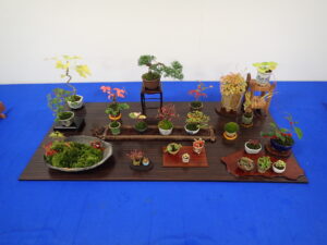 平らな地板の上に昭良い紅葉した小さな盆栽や秋の花を咲かせた盆草が並ぶ