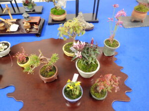 縁が波を打ったような形をしている薄い平らな板の上に草花を植えた小さな鉢が並ぶ