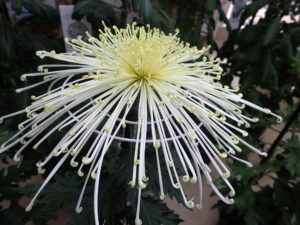 細く管状の長い花びらがたくさんあり中央は色濃く短く立ち上がり、外側に向かって長い花びらが伸びている「管物」