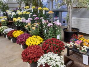 背の高さが異なる仕立て菊を背の順に並べ全体が見られるように様々な仕立ての菊の鉢が並んでいる