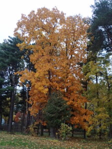 中央に背の高いオレンジ色に紅葉した高木があり、その両サイドも高木だが緑の葉の針葉樹がみえる
