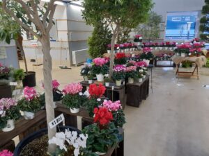 観葉植物の下の木の台に赤、白、ピンクなどの花が咲いたシクラメンの鉢が並んでいる。