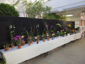 第43回洋ラン展がはじまります