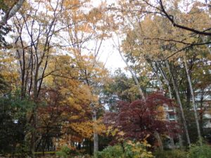 黄色く紅葉した木や落葉した木、紅葉途中の赤黒い葉の木などが見える