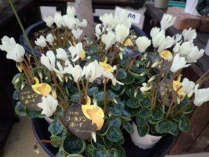 緑の葉の上に薄いクリーム色の花が反り返るようにして咲いている鉢がまとまっておいてある