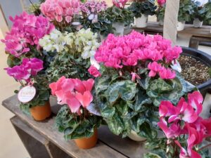木の台に大小のシクラメンの鉢が並ぶ