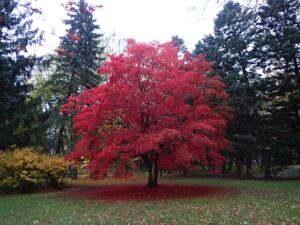 離れた場所の中央に赤く紅葉したノムラカエデの木が一本立っている