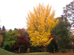 豊平公園紅葉の様子