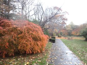 左手前にオレンジ色の葉がドーム状になった木があり、中間の木は葉がなく、遠くの木はオレンジ色に紅葉している