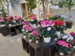 たくさんの緑の葉の上に固まるようにして赤やピンクの花が咲いたシクラメンの鉢がたくさん並んでいる。