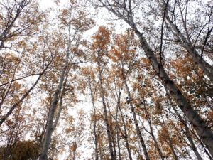 背の高い樹木を下から見上げており、白い木肌の幹とはるか上方に黄色く色づいた葉がちらほら見える