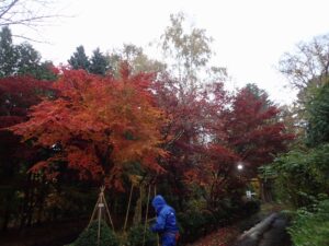 赤く紅葉したヤマモミジ、まだ葉が赤黒いヤマモミジが並んでいる