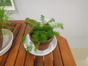 ジャーマンカモミールの鉢植