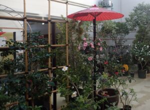 和傘と垣根とツバキの和風展示