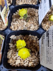 黒いポットの中にフクジュソウの明るい黄色の丸い花が咲いている