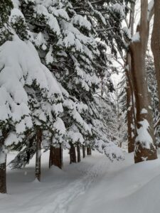 針葉樹の枝にたくさんの雪が乗り枝が枝垂れている