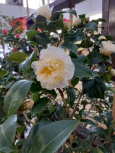 白い花の中心に細かい花弁がたくさん集まったツバキが咲いている