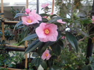 ピンク色のツバキ