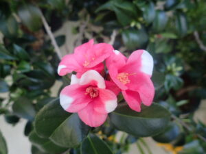 紅白混じりのツバキ