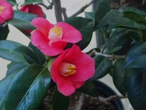 明日から椿ミニ展示がはじまります。