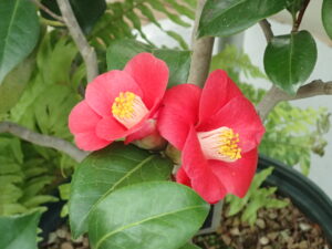 赤いツバキ