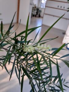 アカシア　フロリバンダの1㎝弱の丸い小さな薄黄色の花が列に並んで咲いている