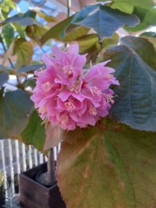 ピンクの小花が集まって手毬状に咲いた花が一個ある