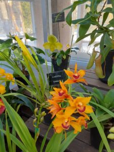 シンビジウムとパフィオペディルム