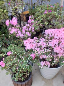 色々な花型のピンクの花のアザレアが並んでいる