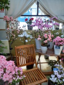 奥にカーテンのついた窓がありその前にたくさんの咲いたアザレアと木のイスがある。