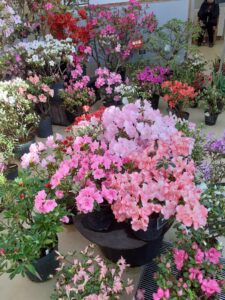 ピンクの花を中心に赤や白、サーモンピンクなどの花がたくさん咲いたアザレアが並んでいる