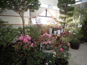 窓のある部屋、アザレアたちに囲まれた風景