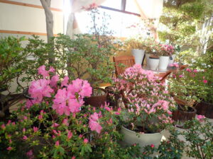 ピンクの華やかな花が咲くアザレア