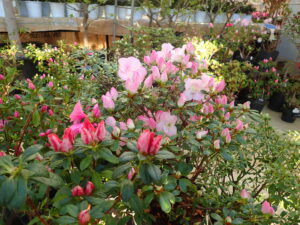 ピンクや赤系のアザレア