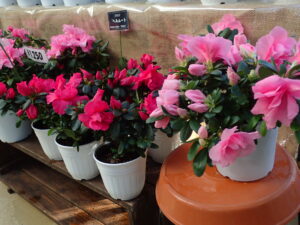 赤やピンクの販売用アザレア