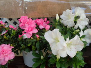 白やピンクの販売用アザレア