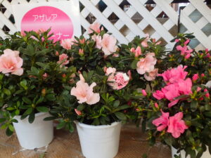 サーモンピンクのアザレア