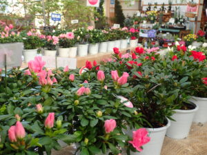 様々な色の販売用アザレア