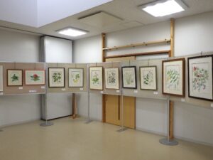 豊平公園ボタニカルアート展の会場で、額装された植物の詳細画がパーテーションに並んでいる