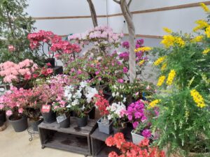 センター内開花情報と現在受付中の講習会について