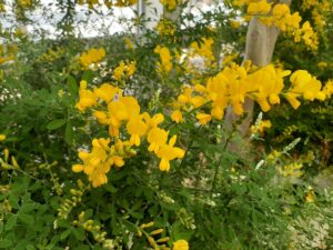 黄色い小花が枝先にたくさん咲いたエニシダ