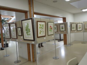 ボタニカルアート展が始まります